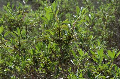 Salvia mellifera