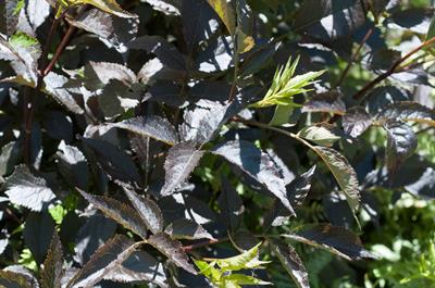 Sambucus nigra - آقطی سرخ