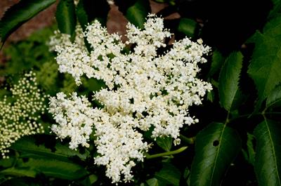 Sambucus nigra
