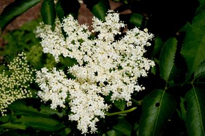 Sambucus nigra
