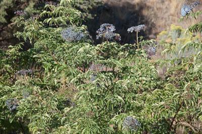 Sambucus nigra