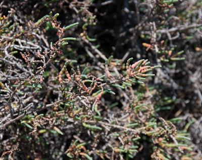 Sarcocornia pacifica