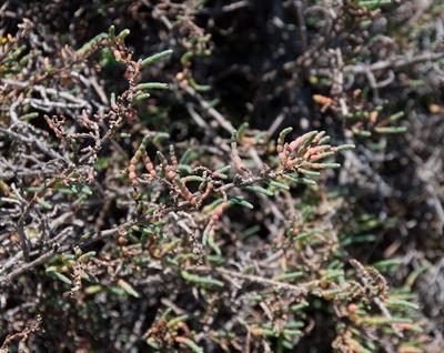 Sarcocornia pacific