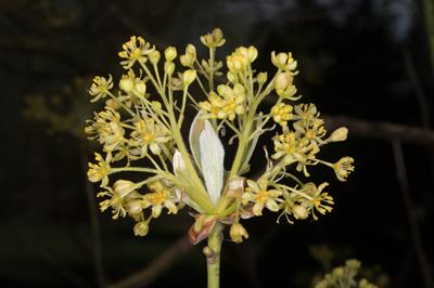 Sassafras albidum