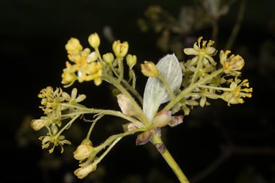 Sassafras albidum