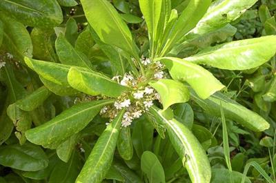 Scaevola sericea