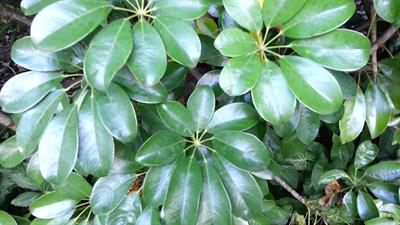 Schefflera