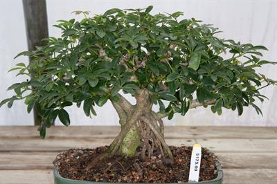 Schefflera arborico