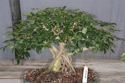 Schefflera arboricol