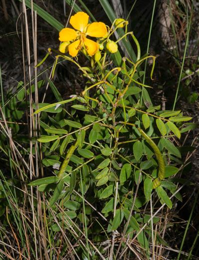 واریته chapmanii