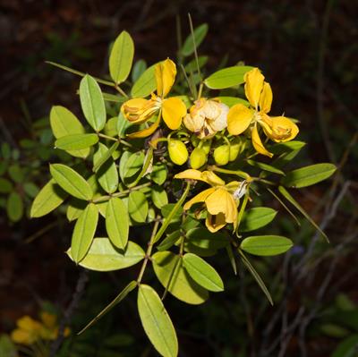 Senna mexicana