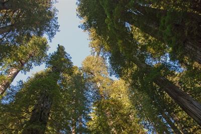 Sequoia semperviren