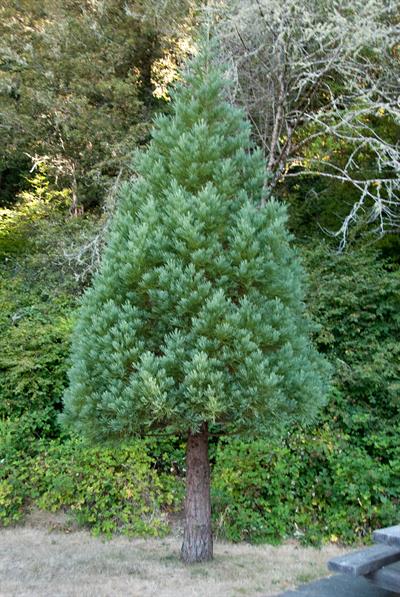 Sierra Redwood
