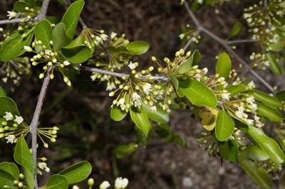 Sideroxylon celastri