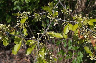 Sideroxylon celastri