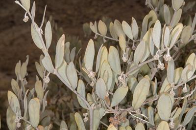 Simmondsia chinensis