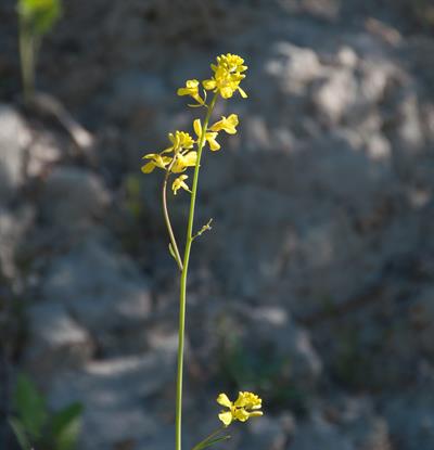 Sinapis alba
