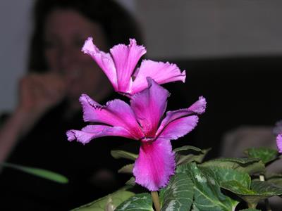 Sinningia speciosa