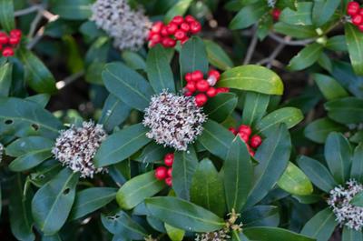 Skimmia japonica