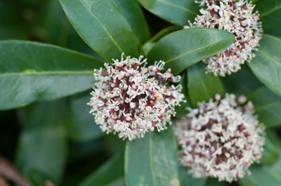 Skimmia japonica