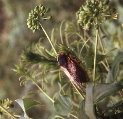 Smilax herbacea