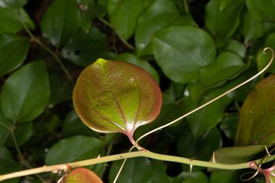 Smilax rotundifolia