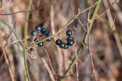 Smilax rotundifolia
