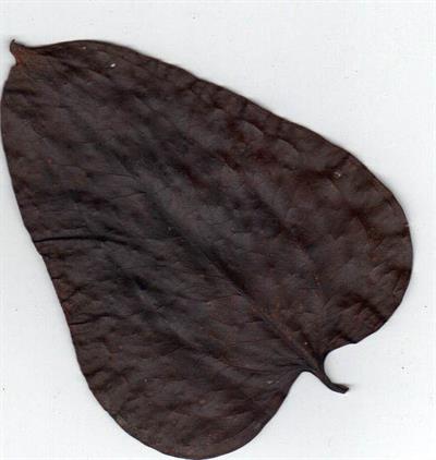 Smilax walteri