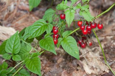 Solanum dulcamara