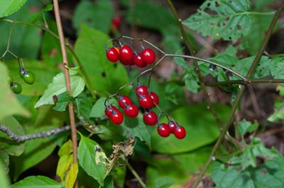 Solanum dulcamara - تلخ و شیرین