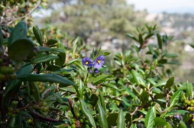 Solanum parishii