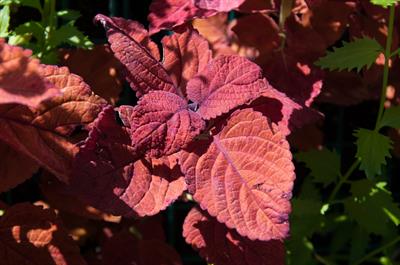 Solenostemon scutell