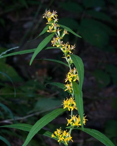 Solidago caesia
