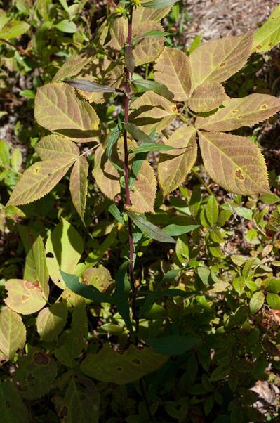 Solidago squarrosa