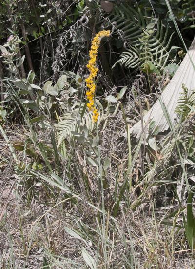 Solidago stricta