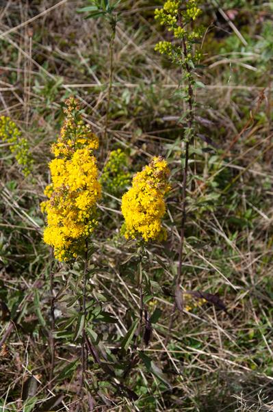 Solidago uliginosa