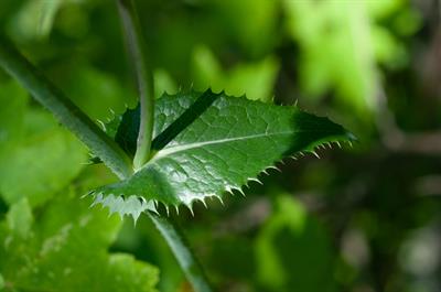 Sonchus asper