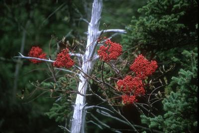 Sorbus americana