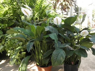 Spathiphyllum