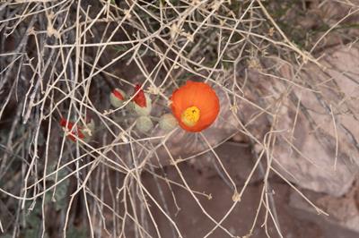 Sphaeralcea ambigua 