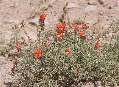 Sphaeralcea coulteri