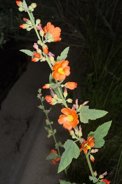 Sphaeralcea hastulat