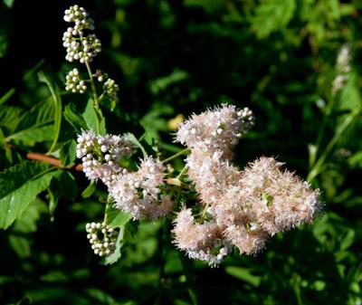 Spiraea alba