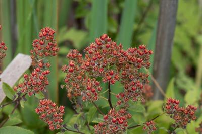 Spiraea tomentosa - اسپیره خزدار