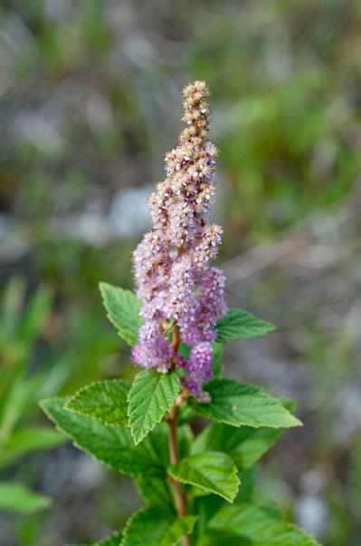 Spiraea tomentosa