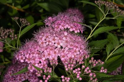 Spirea japonica