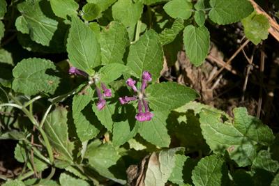 Stachys chamissonis