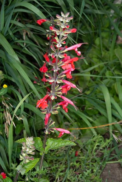 Stachys coccinea