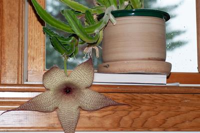 Stapelia gigantea