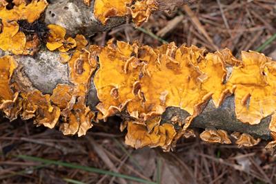 Stereum complicatum